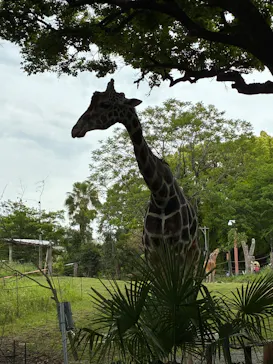 天王寺動物園に投稿された画像（2026/4/26）
