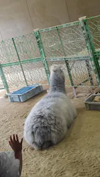 天王寺動物園に投稿された画像（2026/4/26）