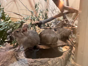 こども動物自然公園（埼玉県公園緑地協会）に投稿された画像（2026/4/26）