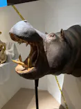 特別展「超危険生物展　科学で挑む生き物の本気」に投稿された画像（2026/4/26）