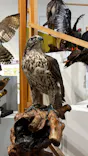 特別展「鳥 ～ゲノム解析が解き明かす新しい鳥類の系統～」に投稿された画像（2026/4/26）