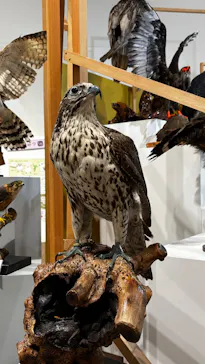 特別展「鳥 ～ゲノム解析が解き明かす新しい鳥類の系統～」に投稿された画像（2026/4/26）