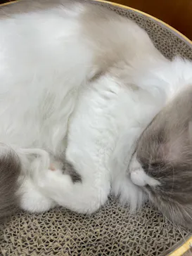 Cat Café MOFF イーアス沖縄豊崎店に投稿された画像（2026/4/26）