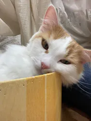 Cat Café MOFF イーアス沖縄豊崎店に投稿された画像（2026/4/26）