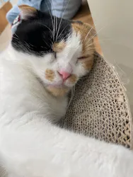 Cat Café MOFF イーアス沖縄豊崎店に投稿された画像（2026/4/26）