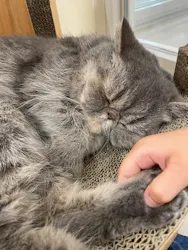 Cat Café MOFF イーアス沖縄豊崎店に投稿された画像（2026/4/26）