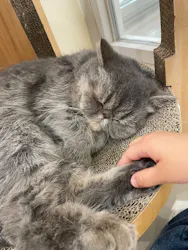 Cat Café MOFF イーアス沖縄豊崎店に投稿された画像（2026/4/26）