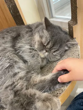 Cat Café MOFF イーアス沖縄豊崎店に投稿された画像（2026/4/26）