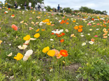 万博記念公園に投稿された画像（2026/4/26）