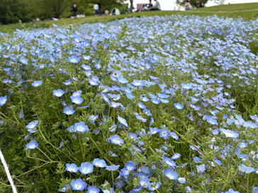 万博記念公園に投稿された画像（2026/4/26）