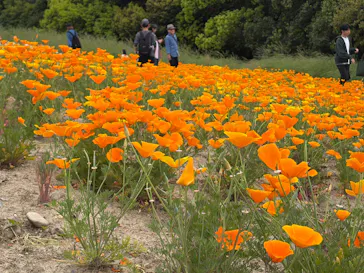 万博記念公園に投稿された画像（2026/4/26）