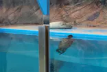 ゼロ距離水族館 伊勢シーパラダイスに投稿された画像（2026/4/26）