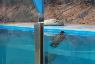 ゼロ距離水族館 伊勢シーパラダイスに投稿された画像（2026/4/26）