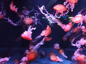 京都水族館に投稿された画像（2026/4/26）