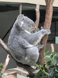 多摩動物公園 ライオンバス乗車券に投稿された画像（2026/4/26）