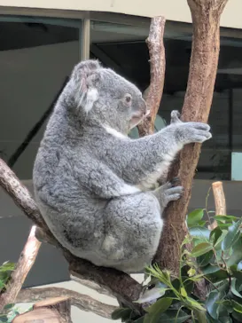 多摩動物公園 ライオンバス乗車券に投稿された画像（2026/4/26）