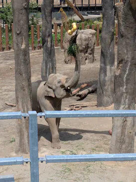 多摩動物公園 ライオンバス乗車券に投稿された画像（2026/4/26）