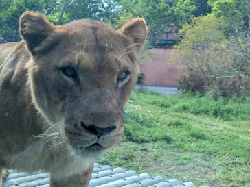 多摩動物公園 ライオンバス乗車券に投稿された画像（2026/4/26）