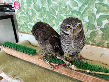 Moff animal world BIGHOPガーデンモール印西店に投稿された画像（2026/4/26）