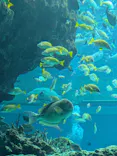 沖縄美ら海水族館に投稿された画像（2026/4/26）