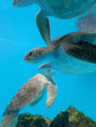 沖縄美ら海水族館に投稿された画像（2026/4/26）