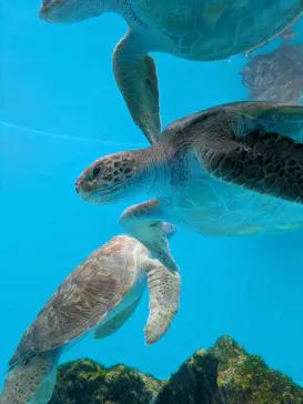 沖縄美ら海水族館に投稿された画像（2026/4/26）