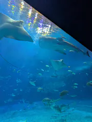 沖縄美ら海水族館に投稿された画像（2026/4/26）