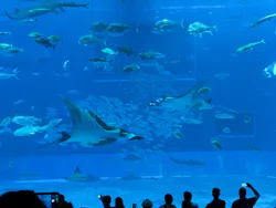 沖縄美ら海水族館に投稿された画像（2026/4/26）