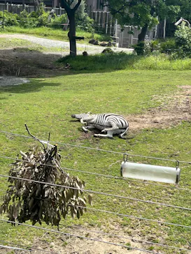 天王寺動物園に投稿された画像（2026/4/26）