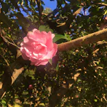 はしもとみお木彫展 いきものたちとの旅（氷見市芸術文化館）に投稿された画像（2026/4/26）