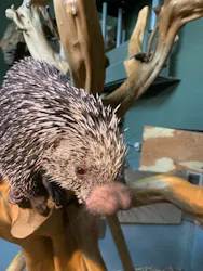 カワスイ 川崎⽔族館に投稿された画像（2026/4/26）