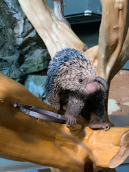 カワスイ 川崎⽔族館に投稿された画像（2026/4/26）