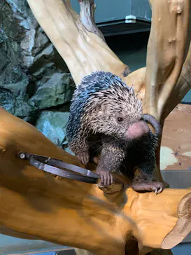 カワスイ 川崎⽔族館に投稿された画像（2026/4/26）