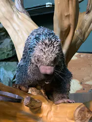 カワスイ 川崎⽔族館に投稿された画像（2026/4/26）