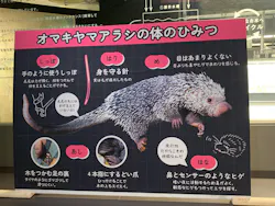 カワスイ 川崎⽔族館に投稿された画像（2026/4/26）