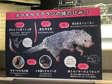 カワスイ 川崎⽔族館に投稿された画像（2026/4/26）