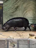 恩賜上野動物園に投稿された画像（2026/4/27）