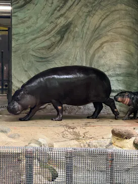 恩賜上野動物園に投稿された画像（2026/4/26）