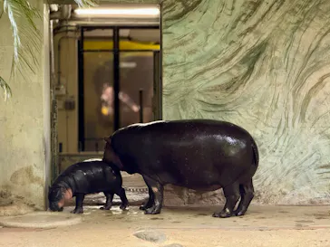 恩賜上野動物園に投稿された画像（2026/4/26）
