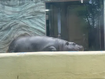 恩賜上野動物園に投稿された画像（2026/4/26）