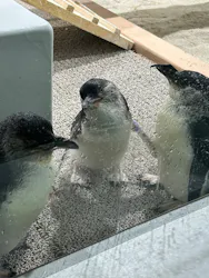 AOAO SAPPOROに投稿された画像（2026/4/26）