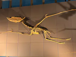 福井県立恐竜博物館に投稿された画像（2026/4/27）