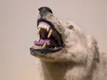 特別展「超危険生物展　科学で挑む生き物の本気」に投稿された画像（2026/4/27）