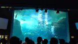 新江ノ島水族館に投稿された画像（2026/4/27）
