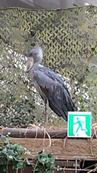 神戸どうぶつ王国に投稿された画像（2026/4/27）