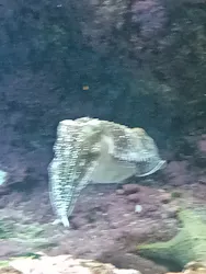 沖縄美ら海水族館に投稿された画像（2026/4/27）