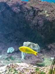 沖縄美ら海水族館に投稿された画像（2026/4/27）