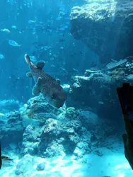 沖縄美ら海水族館に投稿された画像（2026/4/27）