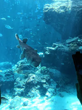 沖縄美ら海水族館に投稿された画像（2026/4/27）