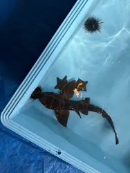 西武園ゆうえんちに投稿された画像（2026/4/27）